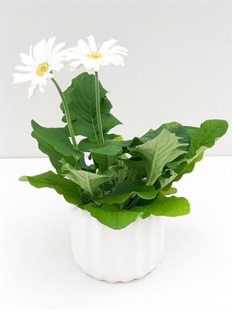 Gerbera bianca
