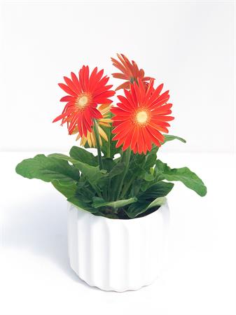 Gerbera arancione