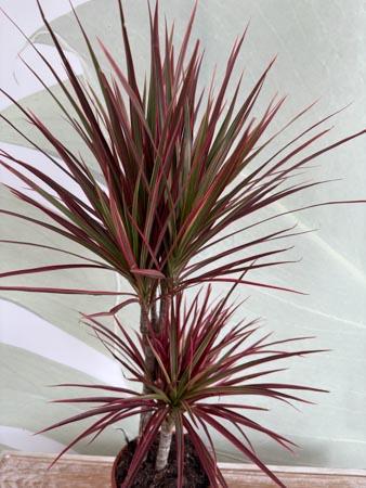 Dracaena Red due rami