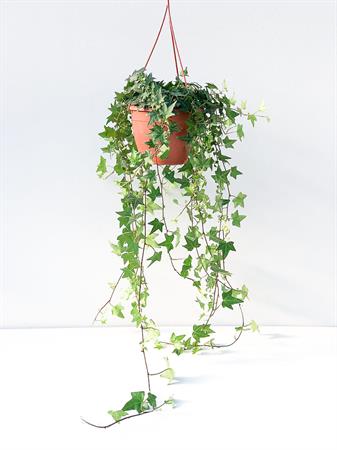 Edera verde intenso rampicante ricadente da appendere