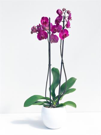 Orchidea fucsia pianta elegante