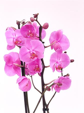 Orchidea lilla pianta fiorita