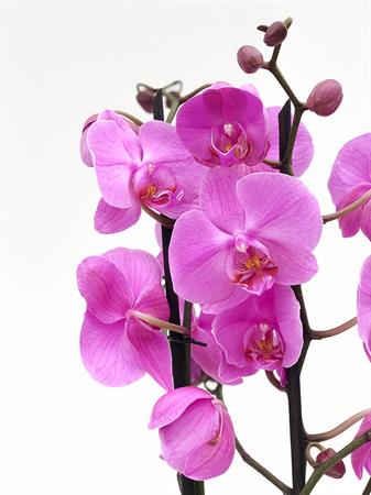 Orchidea lilla pianta fiorita