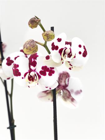 Orchidea pianta fiori maculati