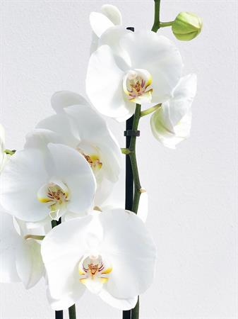 Orchidea bianca pianta elegante