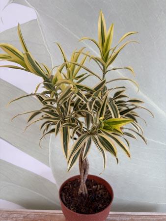 Dracaena Song of India