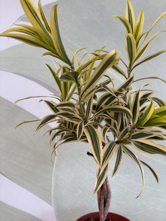 Dracaena Song of India