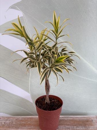 Dracaena Song of India