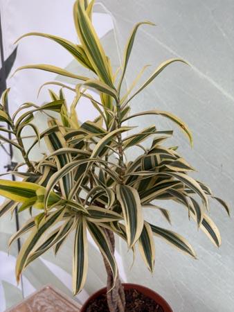 Dracaena Song of India