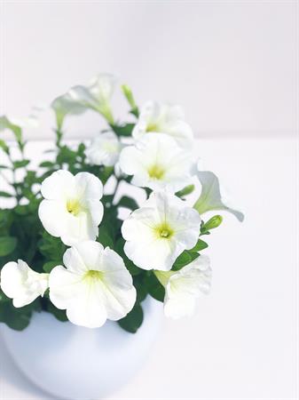 Potunia bianca