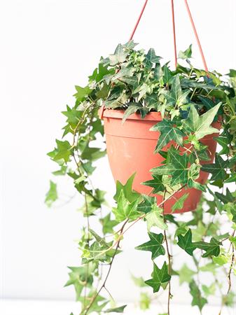 Edera screziata variegata bianca e verde da appendere