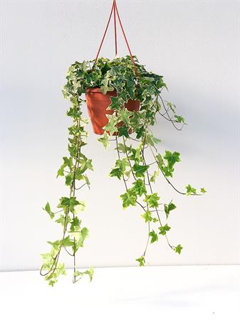 Edera screziata variegata bianca e verde da appendere