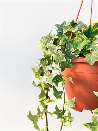 Edera screziata variegata bianca e verde da appendere