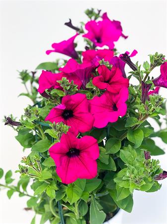 Surfinia Pendula fucsia