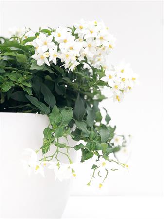 Solanum