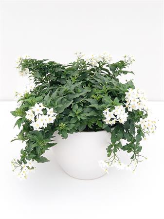 Solanum