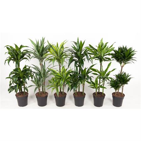 Dracaena d.21